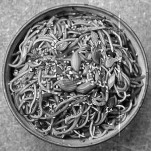 Mixed Chilli Garlic Noodles