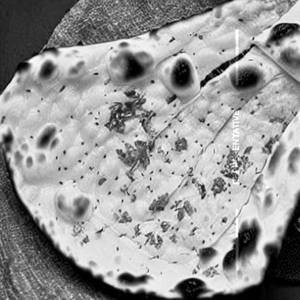 Cheese Garlic Naan
