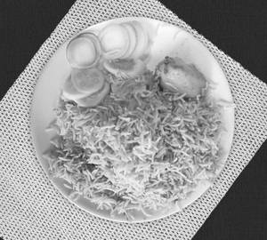 Aloo biryani