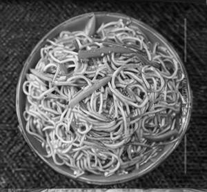 Chilli Garlic Noodles