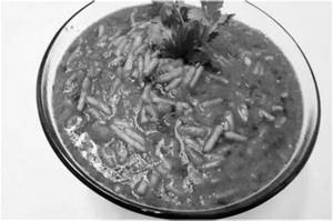 Sev Tamatar