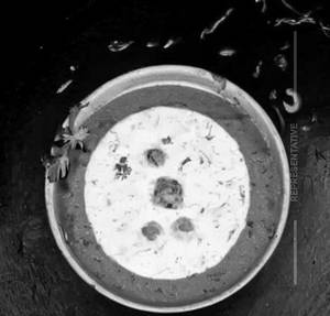 Malai Kofta