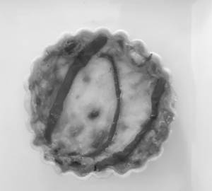 Bacon Quiche
