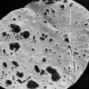 Tawa plain chapati 
