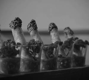 Mexican Cigar 