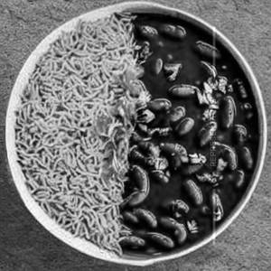 Rajma Rice