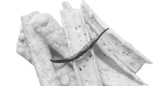 Fafda (200 Gms)