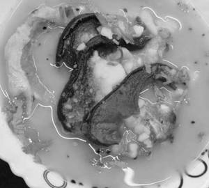 Bahu Fish With Thekeratenga (Curry) 