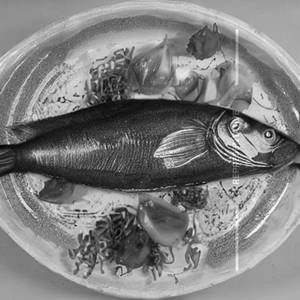 Fish Apollo