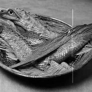 Dragon Fish