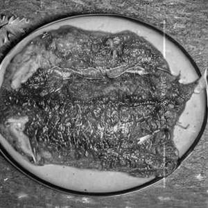 Appolo Fish