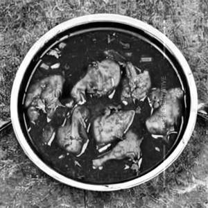 Sliced Chicken in Wine Sauce