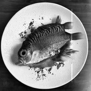 Fish Apollo