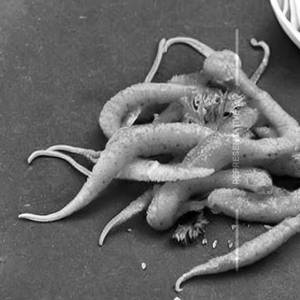 Squid Golden Fry