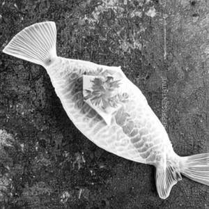 Apollo FIsh
