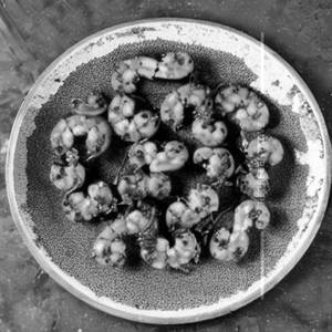 Three Spice Prawns Dry