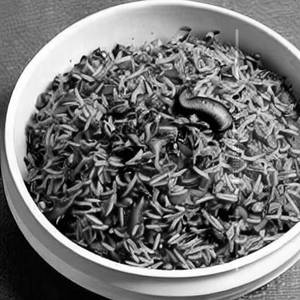 Mushroom singapur rice