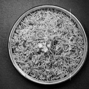 Masala Rice