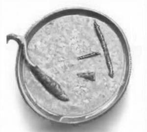 Dal Lahsuni                                              