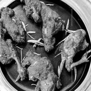 Schezwan Chicken