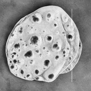 Plain Roti