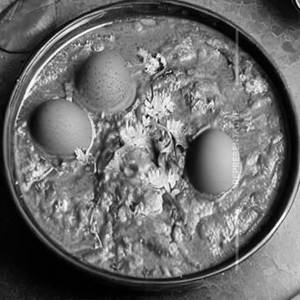 Egg Masala
