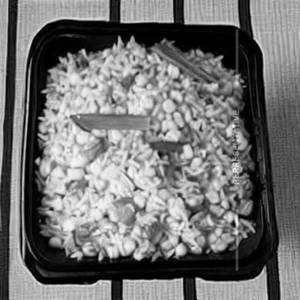 Sweet Corn Rice