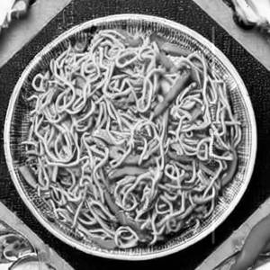 Special veg all mixed noodles