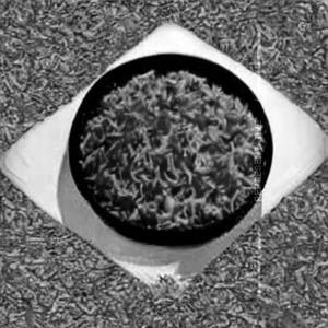 Plain Rice