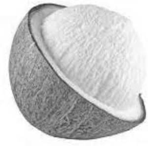 Coconut Flower Shake (750Ml