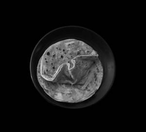 Tawa Laccha Paratha