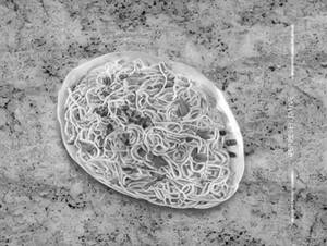 Egg Noodle