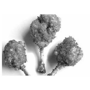 Chicken Lollipop       