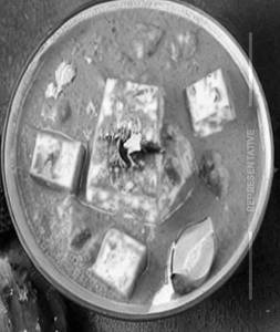 Shahi Paneer