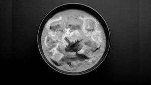 Paneer Lababdaar