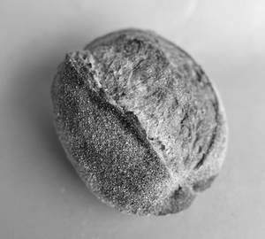 Whole Wheat Sourdough With Bran