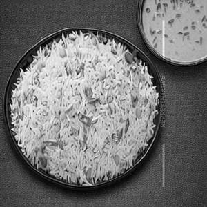 Veg Special Rice
