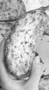 Cheese Garlic Bread
