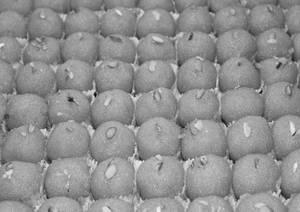 KESAR LADOO