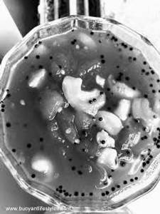 Misti Chutney