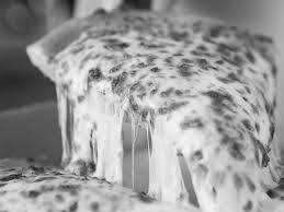Mozzerella cheese pizza