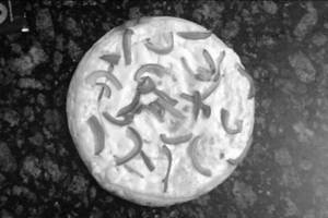 Capsicum Pizza