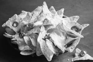 Classic Nachos