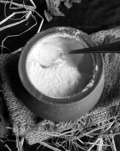 Plain Dahi