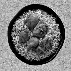 Chicken Beijing Rice