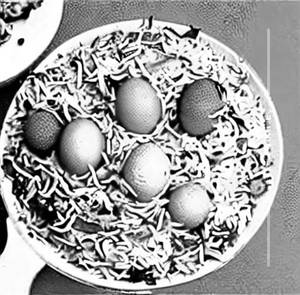 Egg Biryani  
