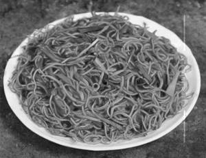 Veg Schezwan Hakka Noodles