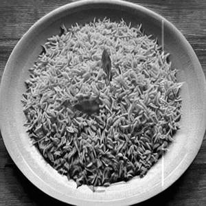 Fine Rice Only  (Arwa)