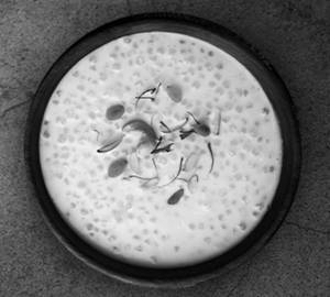 Dry Fruit Sabudana Kheer Farali