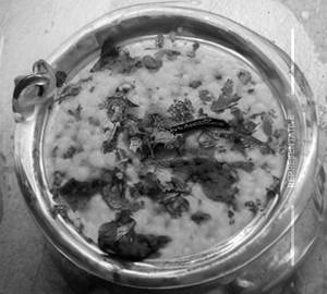 Dahi Khichdi